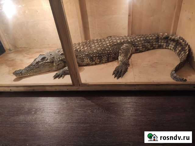 Ящерка) Свободный - изображение 1