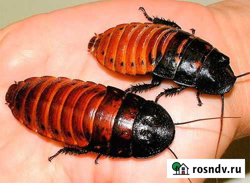 Мадагаскарские тараканы любого возраста Пушкино - изображение 1
