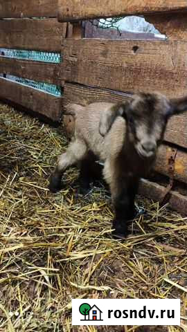 Козлята Первоуральск - изображение 1