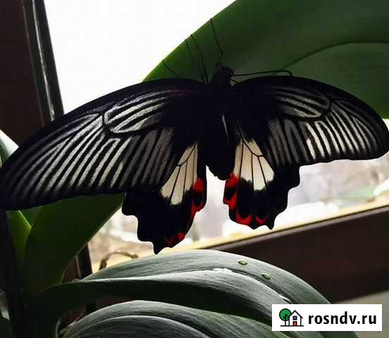 Живые бабочки Симферополь - изображение 1