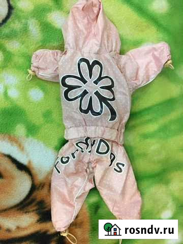 Вещи новые и б/у для мини той-терьера Мурманск - изображение 1