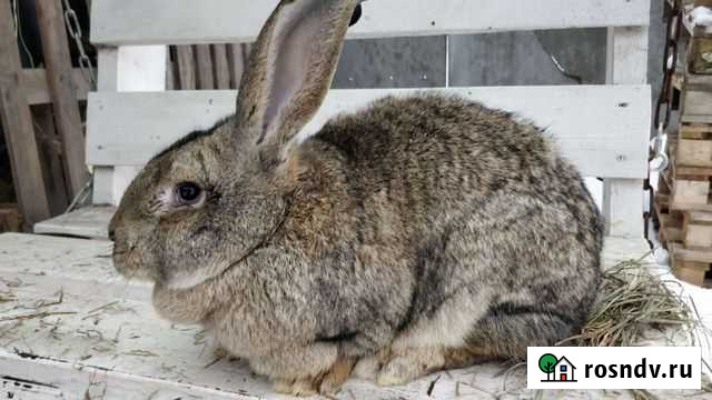 Кролики мясных пород Супонево - изображение 1