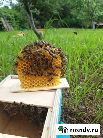 Пчеломатки Карпатской породы Михайловка - изображение 1