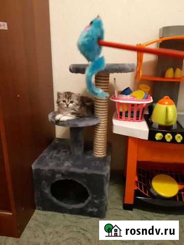 Дом когтеточка Норильск - изображение 1