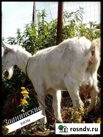 Заанинские козы Большая Атня - изображение 1