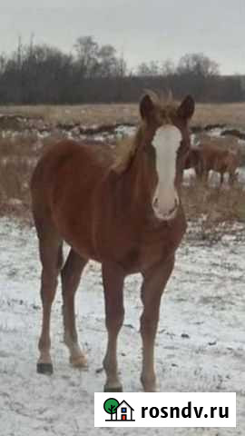 Жеребята Большеустьикинское - изображение 1