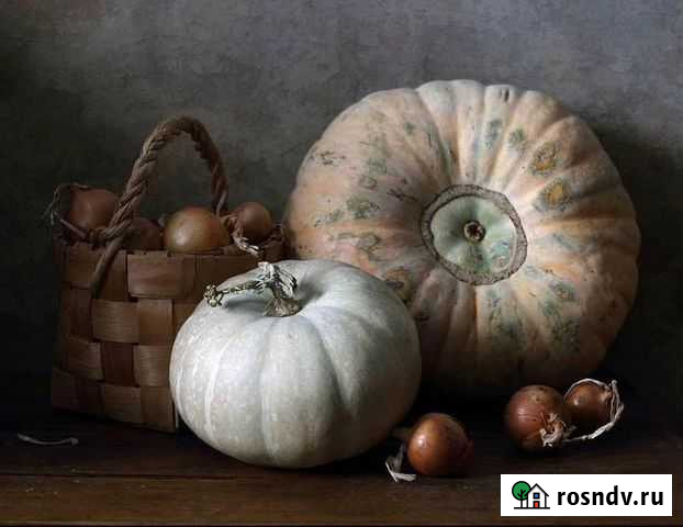 Тыква Волгоград - изображение 1