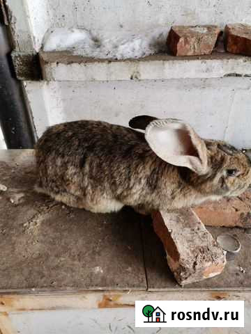 Кролик Богородицк - изображение 1