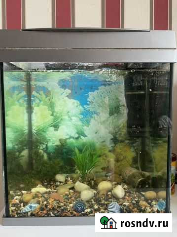 Аквариум Красноярск - изображение 1