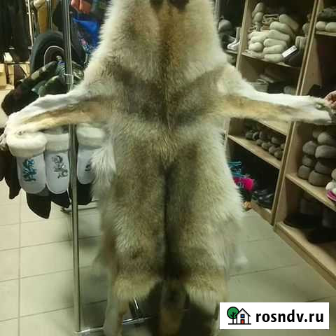 Шкуры волков выделанные Ульяновск - изображение 1