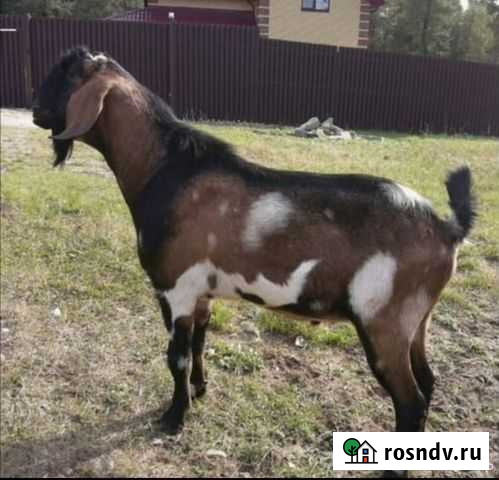 Англо нубийский козел Тверь - изображение 1