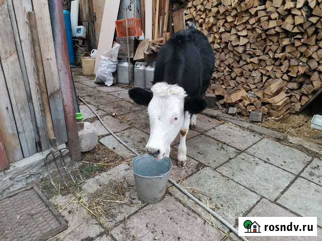 Продам телку Железногорск - изображение 1