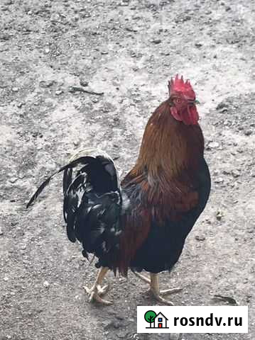 Петух Ялга - изображение 1