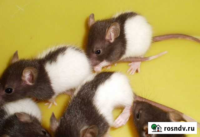 Декоративные крысята Нижний Новгород - изображение 1