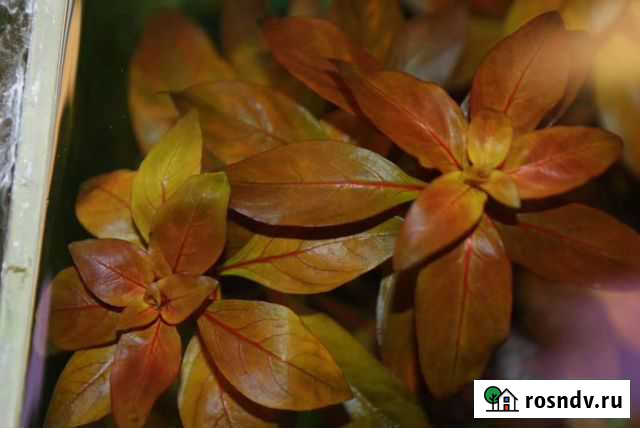 Аквариумные растения Нижнекамск - изображение 1