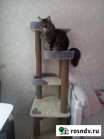 Домик когтеточка Мытищи - изображение 1