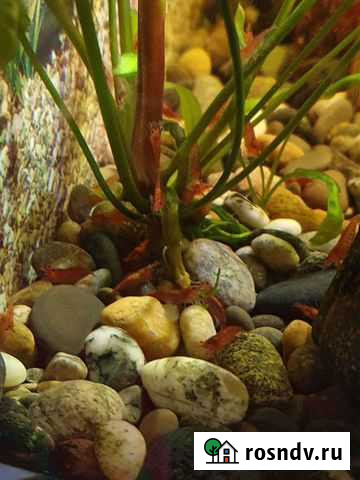 Креветки вишня Тихорецк - изображение 1