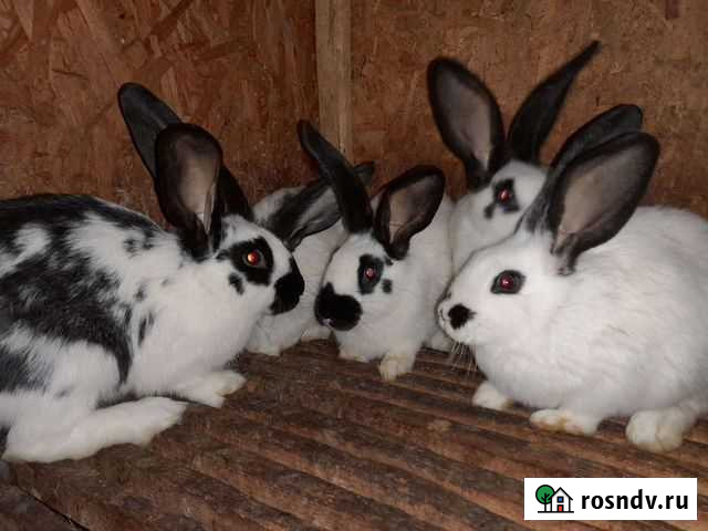 Кролики Козельск - изображение 1