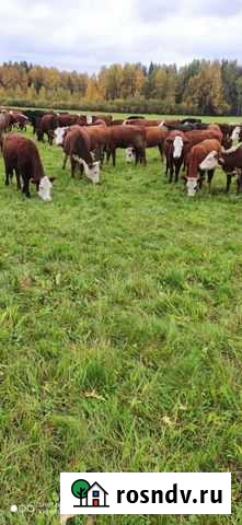 Телки мясная порода Иваново - изображение 1