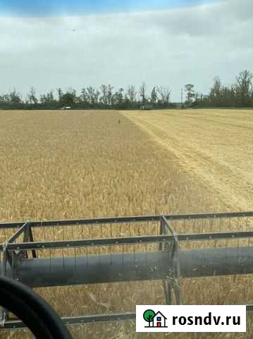 Ячмень урожай 2021 Платнировская - изображение 1