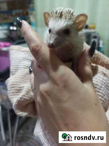 Африканский ежик Благовещенск - изображение 1