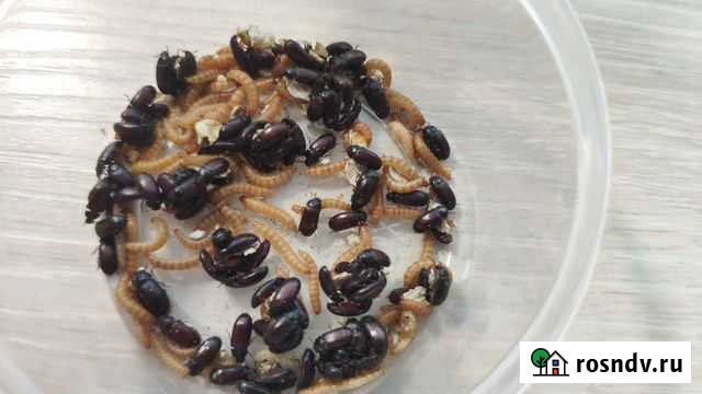 Жук знахарь Тула - изображение 1