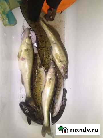 Налим свежий Пермь - изображение 1