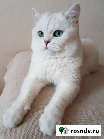 Вязка с британцем серебристая шиншилла Москва - изображение 1