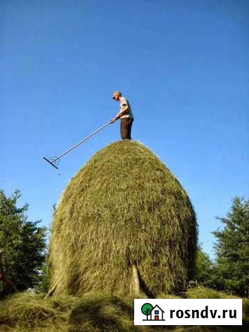 Сено Большие Салы - изображение 1