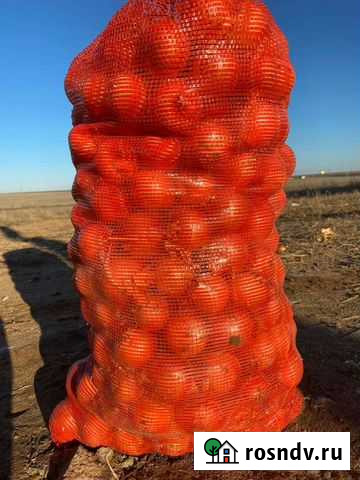 Лук на перо Дайтонаf2 Энгельс - изображение 1
