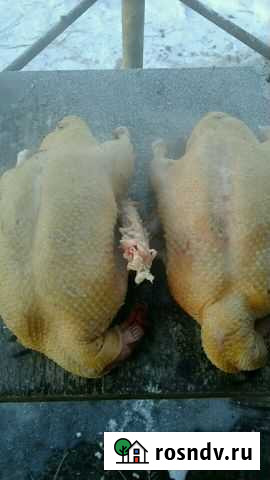 Мясо индоутки Южноуральск - изображение 1