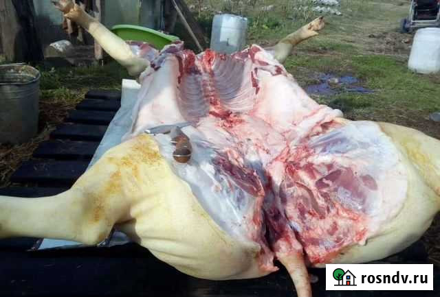 Домашнее мясо молодой свинины Волгоград - изображение 1