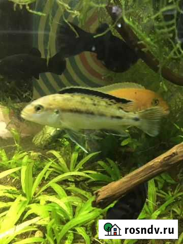 Малавийские цихлиды Казань - изображение 1