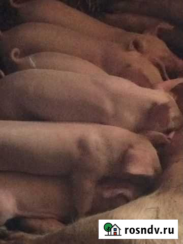 Продам поросят Родники - изображение 1