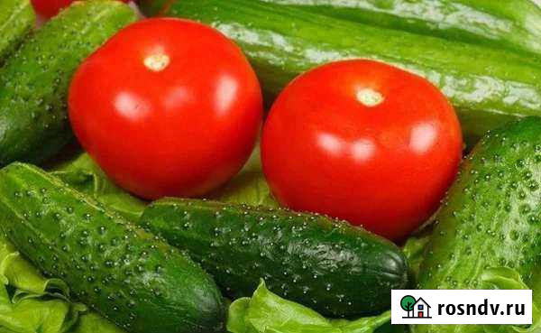 Огурцы помидоры тепличные от производителя, все во Ковров - изображение 1