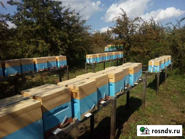 Пчеломатки Бакфаст Виноградный - изображение 1