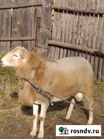 Катумский баран. Ягнята и овца Серов - изображение 1