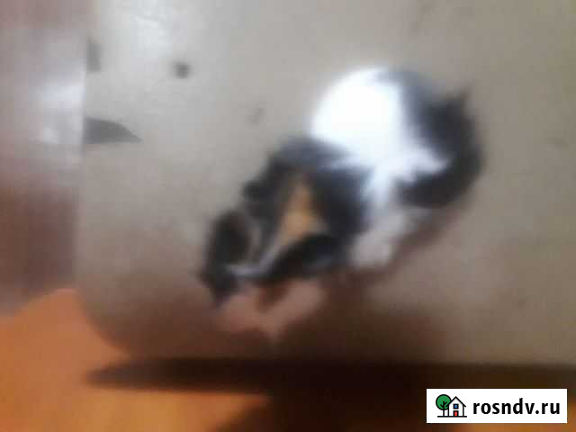 Морская свинка Богучар - изображение 1