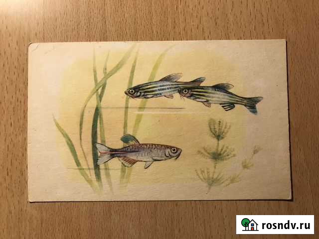 Открытки СССР 1968 и 1971 гг Луга - изображение 1