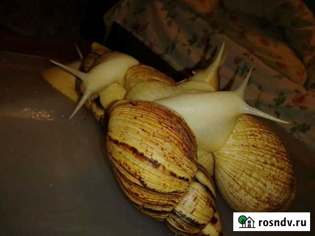 Улитки ахатины ретикулята Сыктывкар - изображение 1