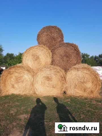 Сено Новый Егорлык - изображение 1