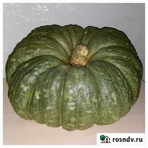 Тыква от производителя Волгоград - изображение 1