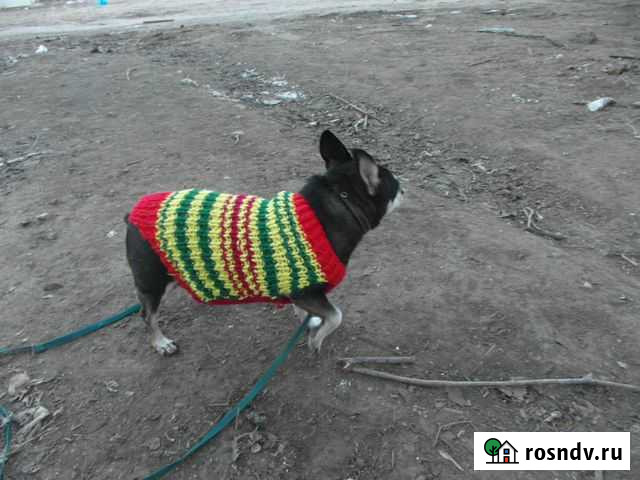 Свитер для тойчика или пинчера Астрахань - изображение 1