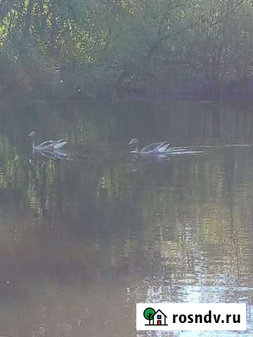 Гуси-летунки Скородное - изображение 1
