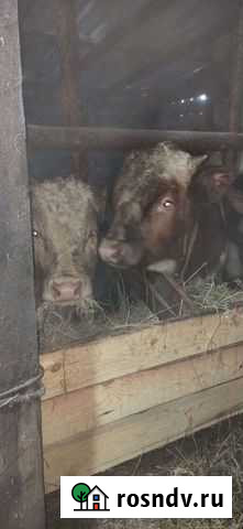 Бычки и быки на мясо Челябинск - изображение 1