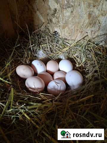 Домашние куриные яйца Чехов - изображение 1