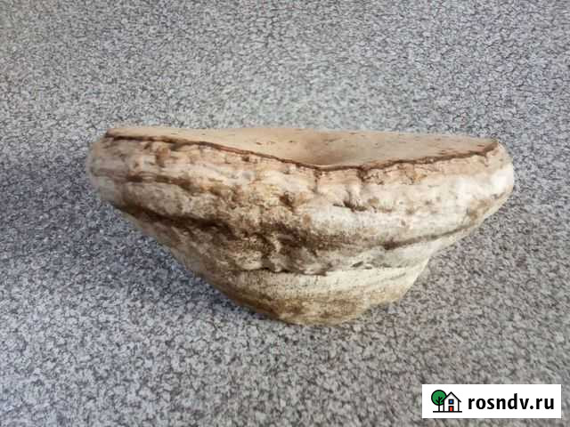 Трутовик обыкновенный, березовый Самара - изображение 1