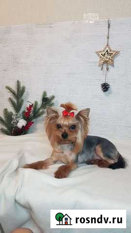 Стрижка собак Химмаш Екатеринбург - изображение 1