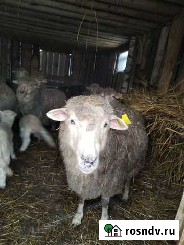 Баран, овца, барашки Вавож - изображение 1