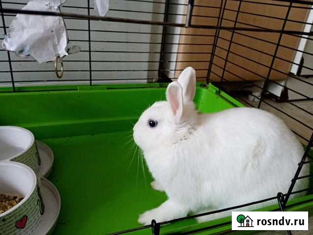 Декоративные кролики Томск - изображение 1